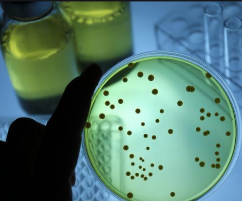微生物检测的方法-质检报告